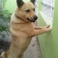 Es Chow Chow con Husky Siberiano. Vigilando que los extraños no se acerquen a la casa! xD